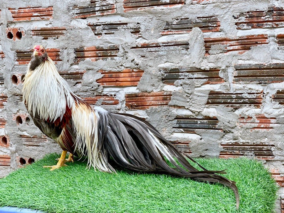 Trong khi đó, cũng có người nói, gà Tân Châu chính là giống gà rừng bản địa của Việt Nam được các thương nhân người Hoa xưa yêu thích khi tìm thấy ở Việt Nam. Họ đã thuần dưỡng, lai tạo gà rừng thành gà tre Tân Châu ngày nay. Ảnh: Dân Việt