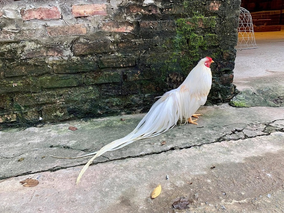 Gà tre Tân Châu được giới chơi gà kiểng ưa chuộng bởi màu lông sặc sỡ, bộ đuôi dày và dài thướt tha. Ảnh: Dân Việt