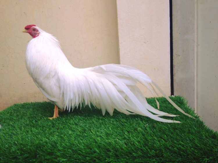 Không chỉ sở hữu màu lông đẹp, những con gà trống còn có dáng đứng oai vệ, tiếng gáy vang xa và cao vút. Ảnh: Facebook