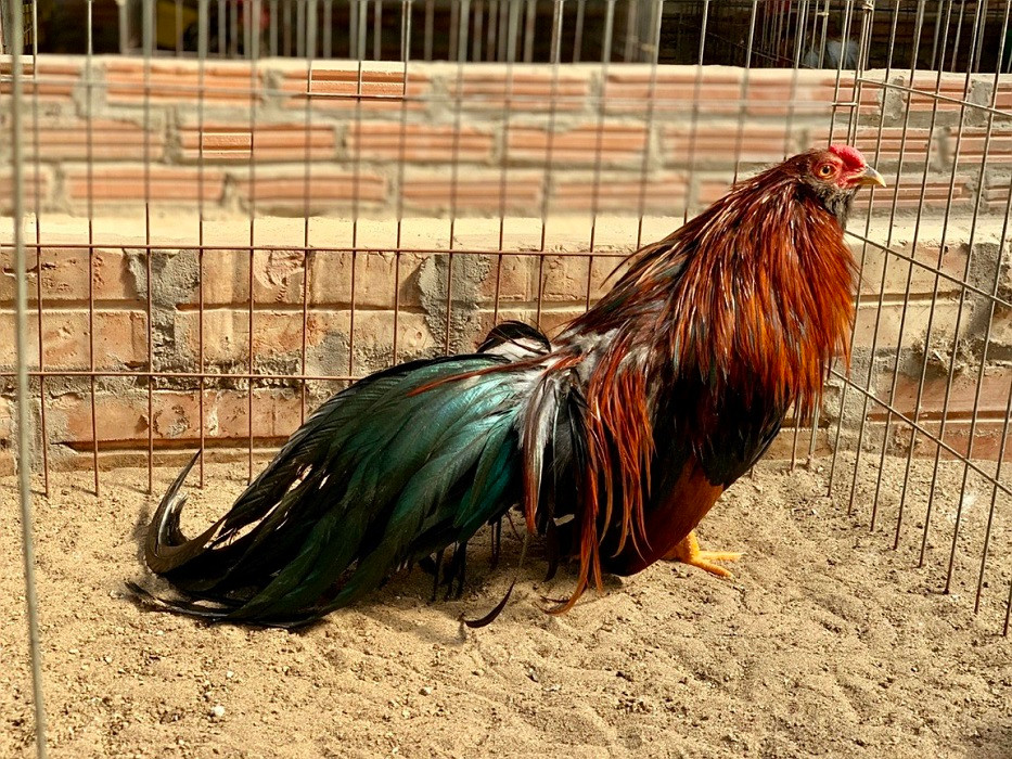 Trên thị trường, gà Tân Châu có giá từ 5-7 triệu đồng/con. Thậm chí có những con giá lên tới 50 triệu đồng. Ảnh: Dân Việt