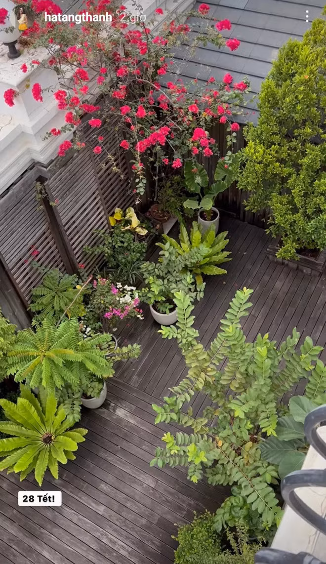 Sân vườn đỏ rực một góc trời.