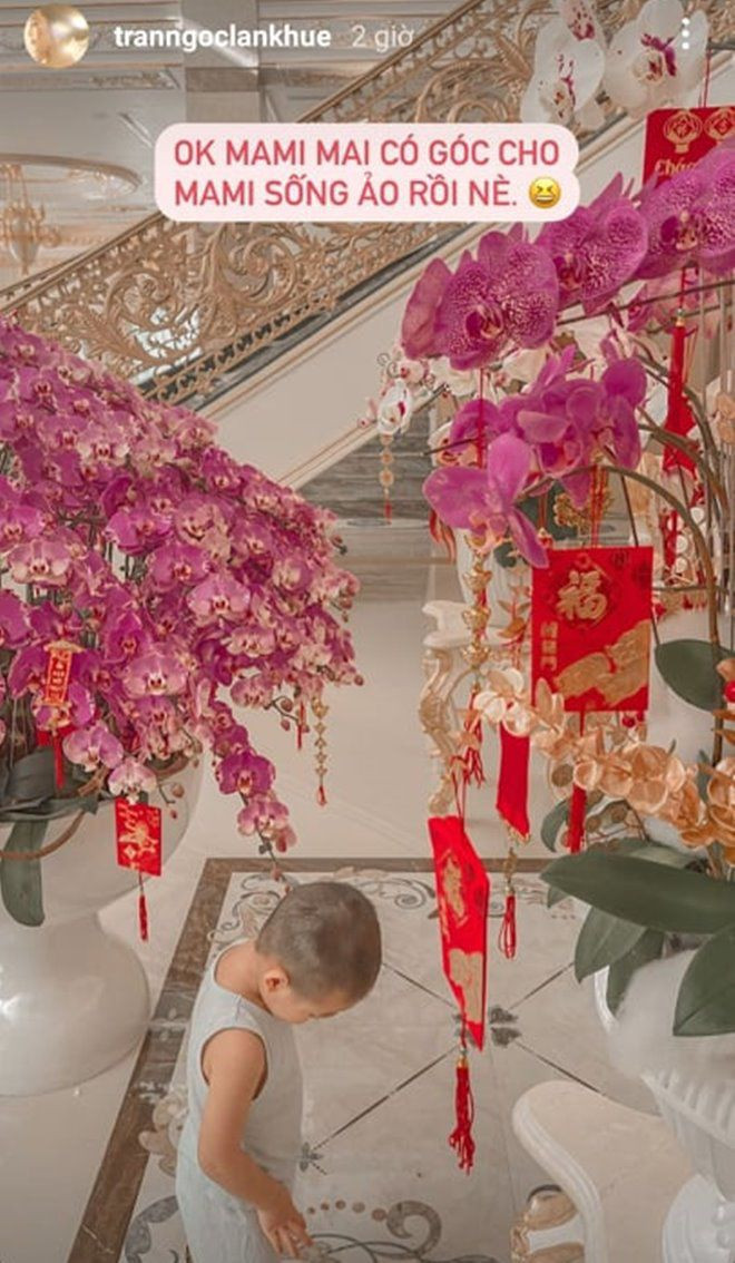 Những chậu lan lớn sang trọng, mang đậm không khí Tết.