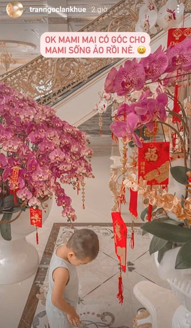 Những chậu lan lớn sang trọng, mang đậm không khí Tết.