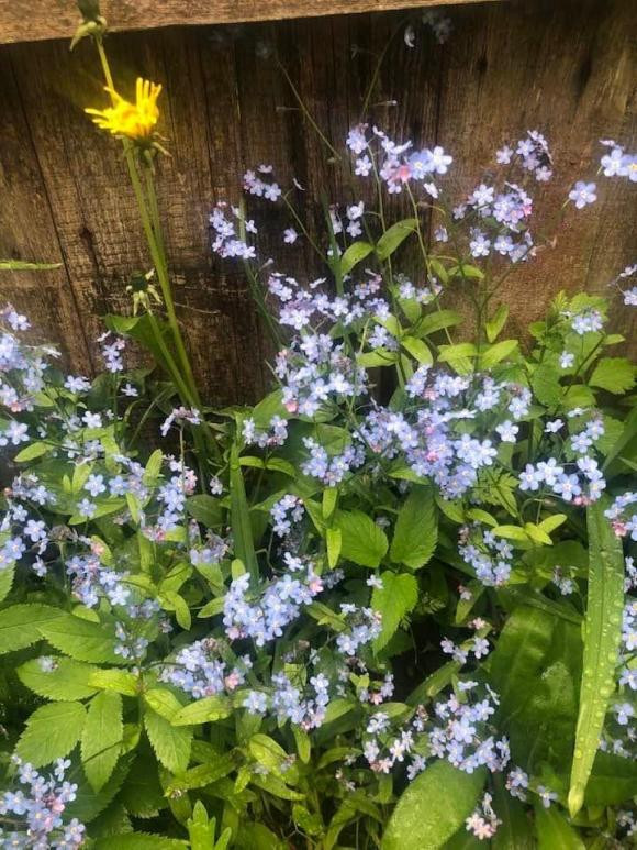 Mùa xuân đến, khu vườn ngập tràn hương sắc. Ảnh: FBNV