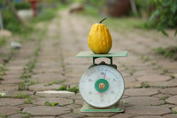 Hiện tại, quả chanh vàng có giá 200.000 đồng/kg. Nhiều quả nặng tới 1,2 kg nên tính ra mỗi quả chanh giá tới hơn 200.000 đồng. Ảnh: Dân Việt