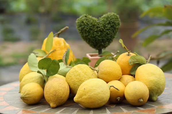 Quả chanh vàng có thể sử dụng để làm bánh, làm rượu, uống trà, làm kem, nước ép... đặc biệt là ngâm chanh với mật ong (hoặc đường phèn) có tác dụng giảm ho hiệu quả. Ảnh: Arttimes