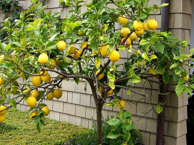 Thậm chí, có những khách hàng chi cả chục triệu đồng để sở hữu cây chanh vàng trĩu quả về ngắm chơi. Ảnh: Chanh Vàng Farm