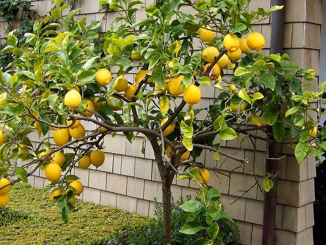 Thậm chí, có những khách hàng chi cả chục triệu đồng để sở hữu cây chanh vàng trĩu quả về ngắm chơi. Ảnh: Chanh Vàng Farm