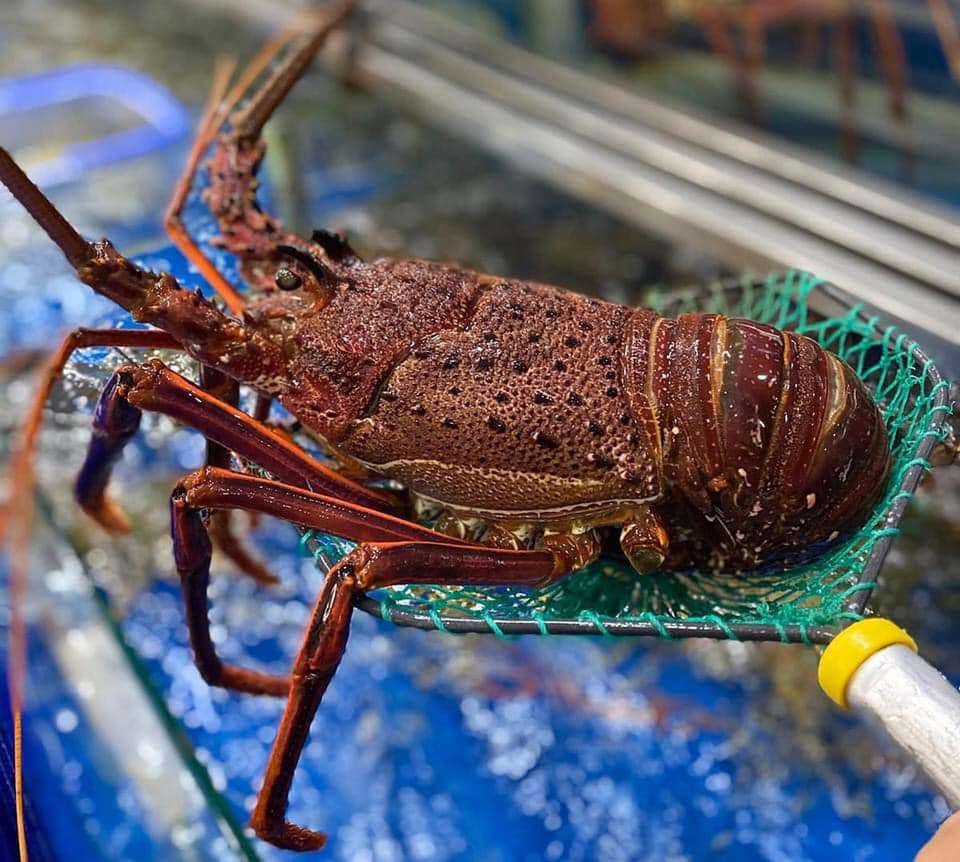 Tôm hùm Úc được coi là một trong những loại tôm hùm ngon nhất thế giới. Loại tôm này được tìm thấy nhiều nhất ở ngoài khơi vùng biển thuộc vùng thềm lục địa Tây Úc. Ảnh: Facebook