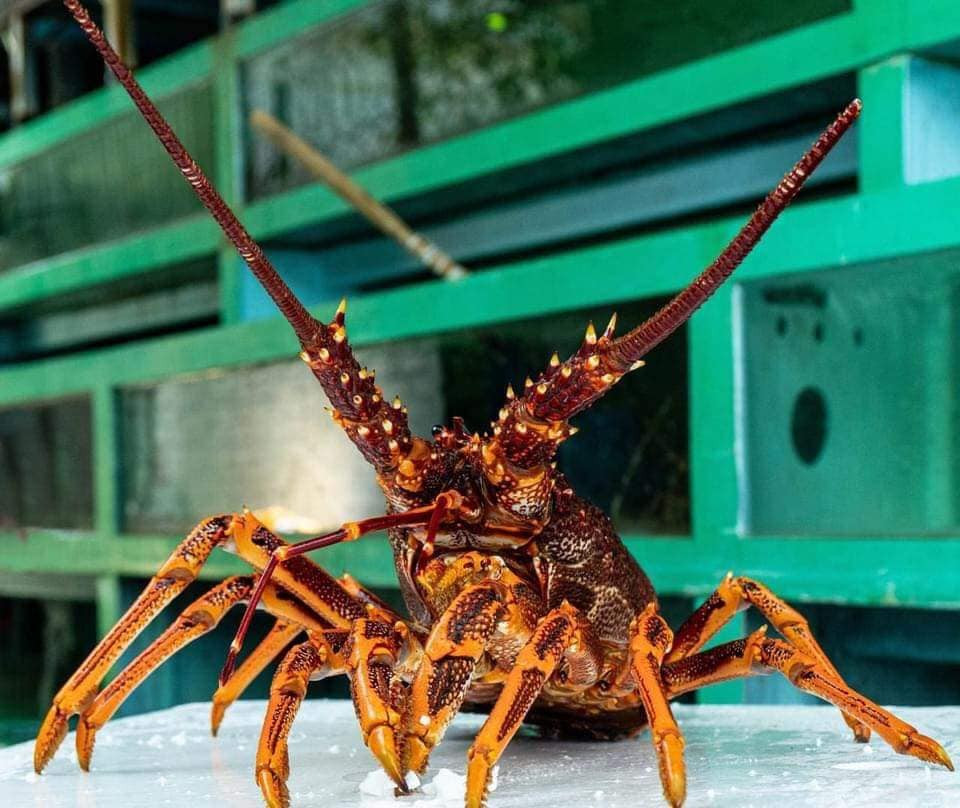 Trước đây, Trung Quốc là khách hàng lớn nhất của ngành công nghiệp khai thác tôm hùm tại Úc. Ảnh: Facebook