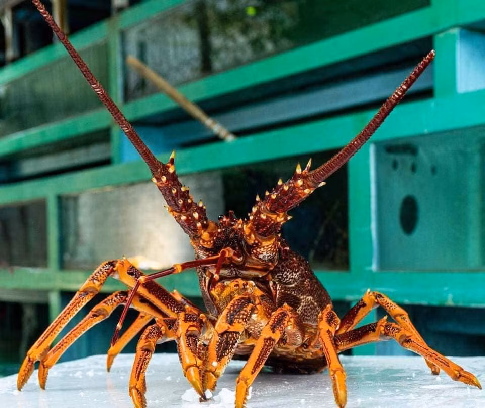 Trước đây, Trung Quốc là khách hàng lớn nhất của ngành công nghiệp khai thác tôm hùm tại Úc. Ảnh: Facebook