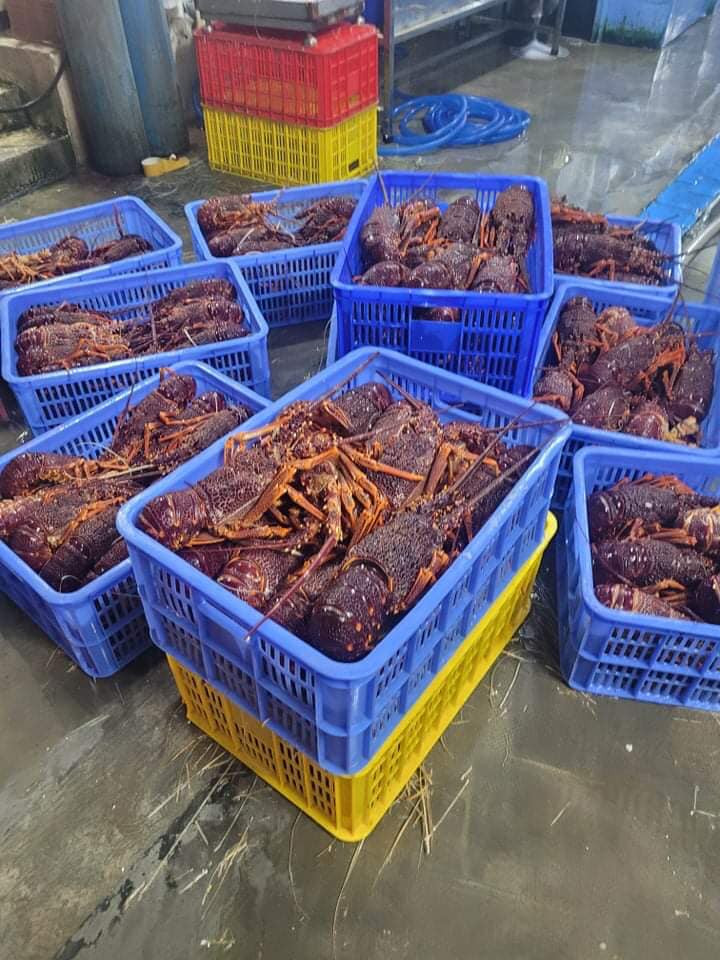 Trên các chợ hải sản online, tôm hùm Úc đông lạnh cũng được rao bán với giá rẻ, chỉ từ 600.000 đồng/kg, loại từ 0,8-1,2kg/con. Ảnh: Facebook