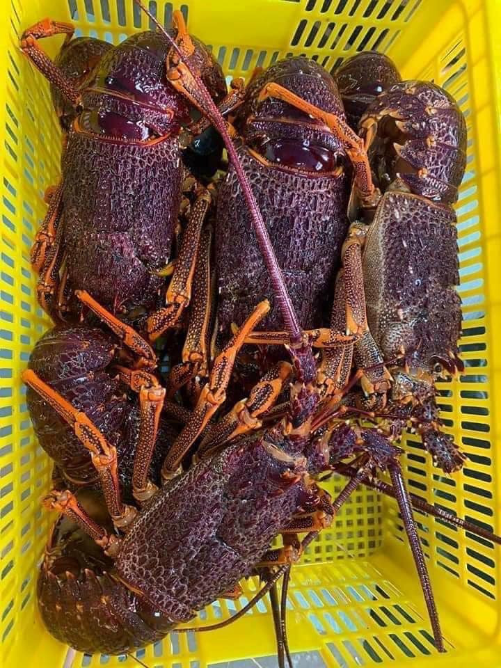 Với các chính sách cắt, giảm thuế nhập khẩu theo Hiệp định EVFTA, người tiêu dùng Việt cũng được tiếp cận mặt hàng tôm hùm Úc với giá tốt nhất. Ảnh: Facebook