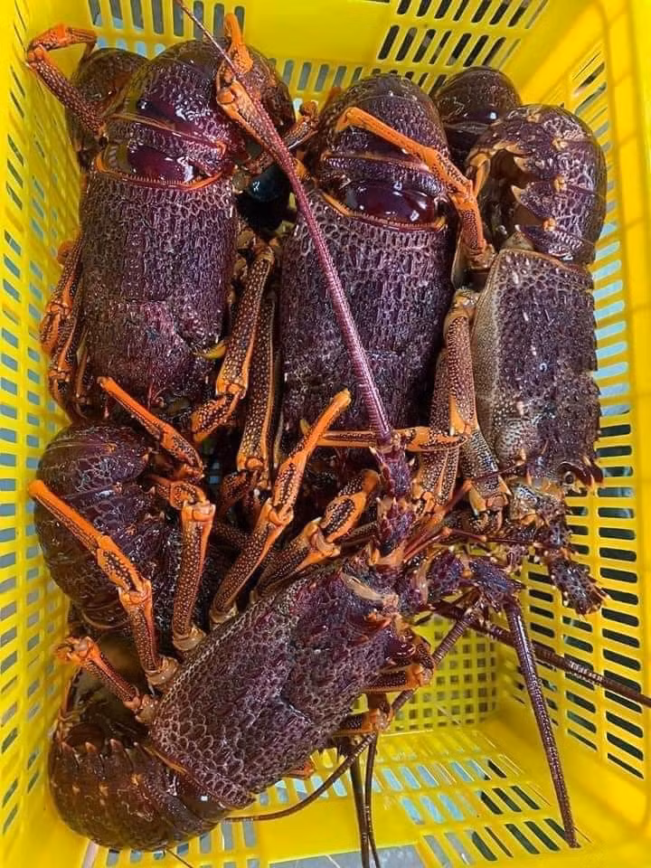 Với các chính sách cắt, giảm thuế nhập khẩu theo Hiệp định EVFTA, người tiêu dùng Việt cũng được tiếp cận mặt hàng tôm hùm Úc với giá tốt nhất. Ảnh: Facebook