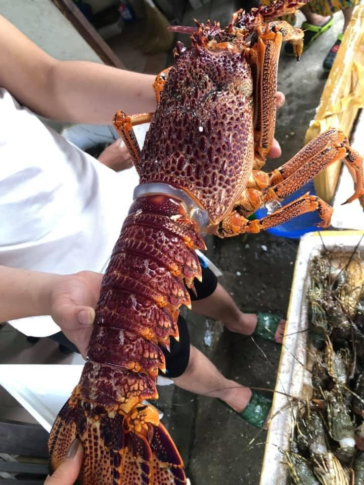 Tuy nhiên, do các hạn chế xuất khẩu từ Trung Quốc vì dịch COVID-19, giá tôm hùm Úc theo đó cũng giảm xuống. Ngành xuất khẩu tôm hùm Úc cũng tìm kiếm các thị trường xuất khẩu khác. Ảnh: Facebook