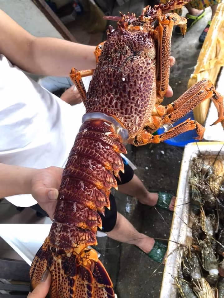 Tuy nhiên, do các hạn chế xuất khẩu từ Trung Quốc vì dịch COVID-19, giá tôm hùm Úc theo đó cũng giảm xuống. Ngành xuất khẩu tôm hùm Úc cũng tìm kiếm các thị trường xuất khẩu khác. Ảnh: Facebook