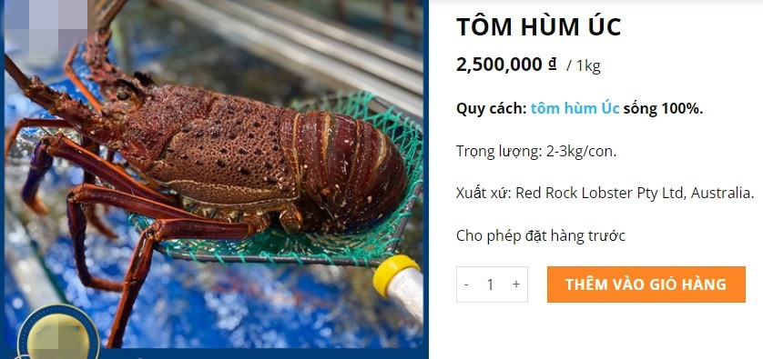 Tuy nhiên, tại một số cửa hàng hải sản nhập khẩu, tôm hùm Úc tươi sống có giá 2,5 triệu đồng/kg (loại 2-3kg/con). Ảnh chụp màn hình