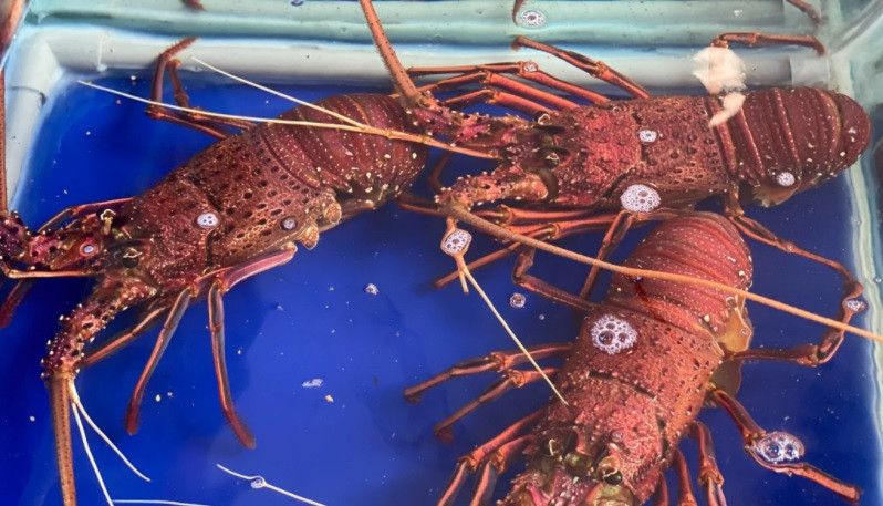 Do đặc tính nuôi trồng và đánh bắt ngoài tự nhiên nên tôm hùm Úc có giá trị cao. Ảnh: Facebook