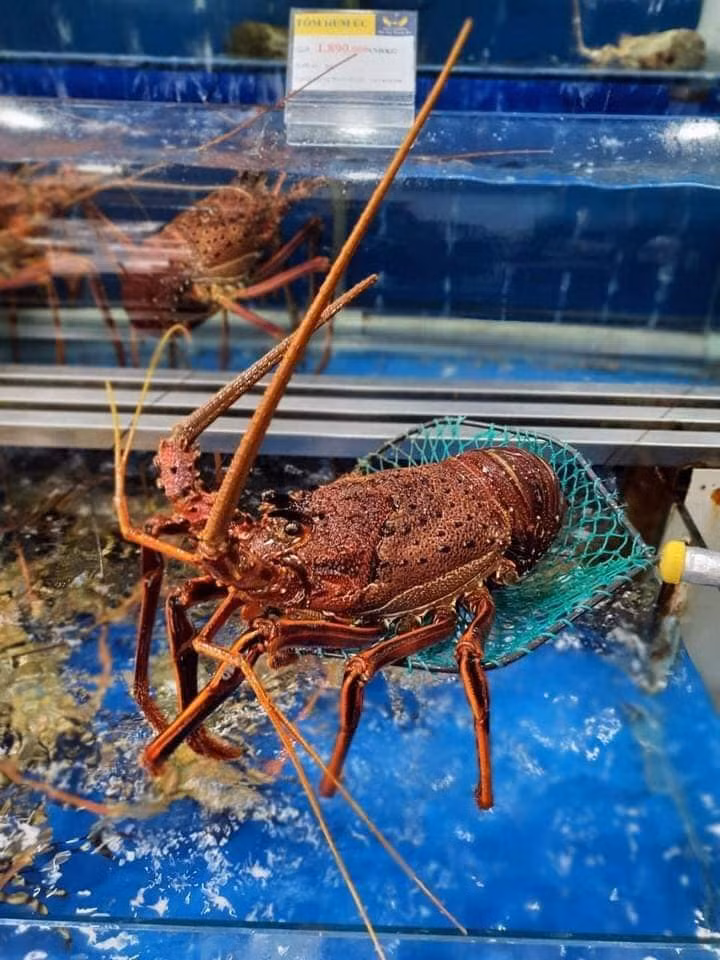 Tom hum ngon nhat the gioi “chay hang” dip Tet dat co nao?