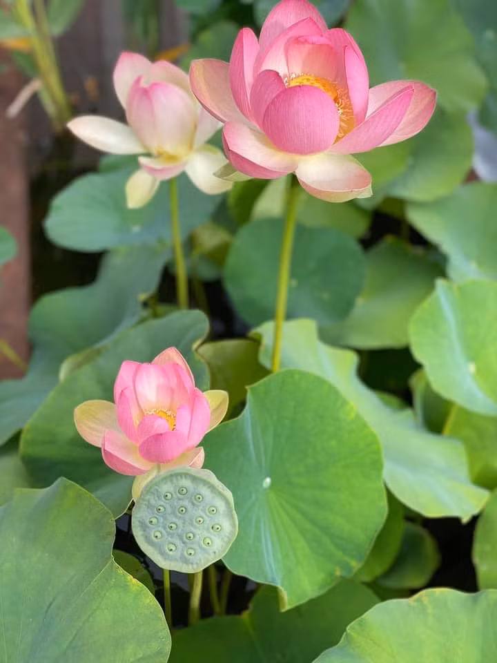 Mỹ Linh cho biết xin giống sen từ một người bạn. Sen khi nở có màu hồng đậm rồi nhạt dần, khi gần rụng sẽ có màu trắng ngà.