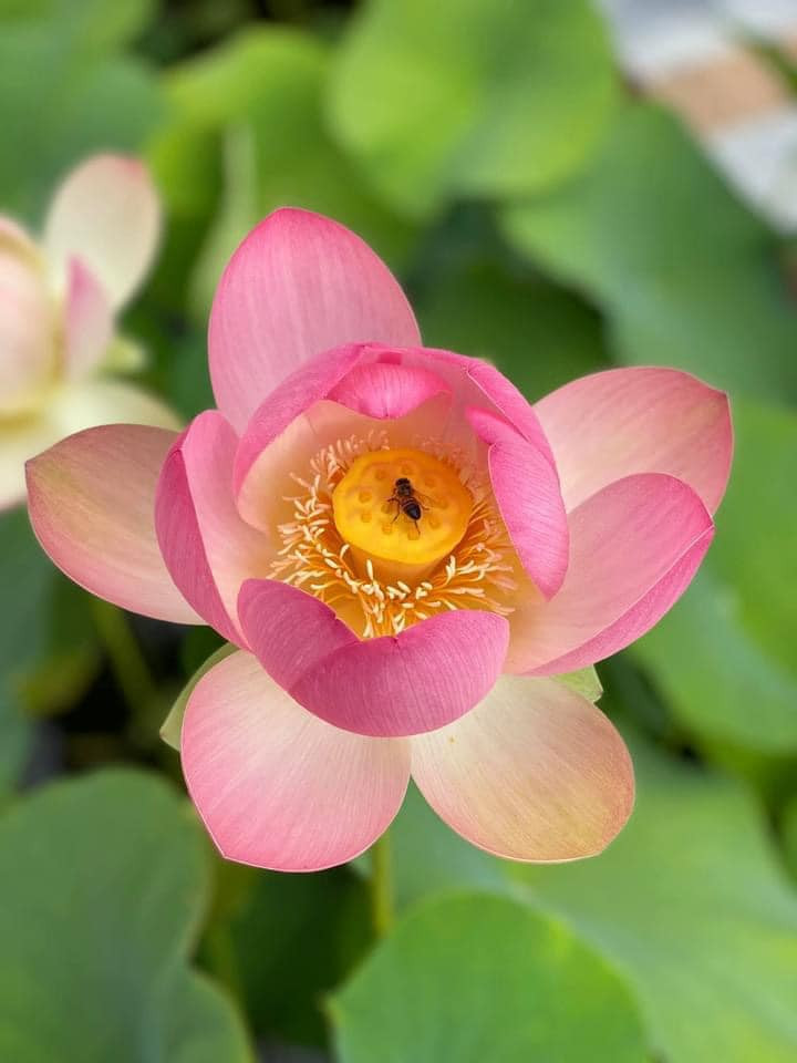 Hoa sen có lẽ là thứ Dương Mỹ Linh dành nhiều tân sức nhất trong vườn.