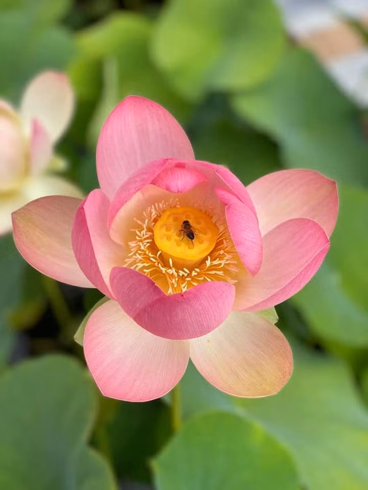 Hoa sen có lẽ là thứ Dương Mỹ Linh dành nhiều tân sức nhất trong vườn.