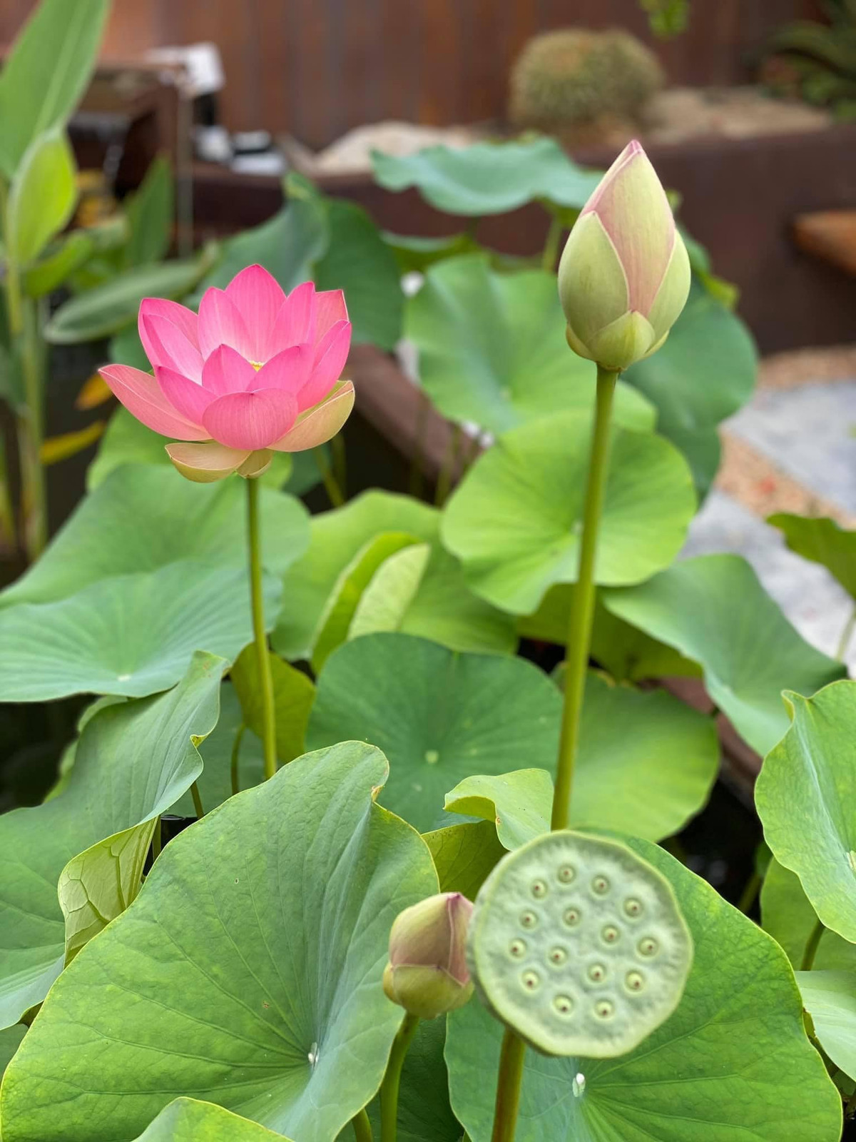 Thông thường, sen trong vườn nhà Dương Mỹ Linh nở rộ tầm tháng 7. Năm nay, hoa sen lại nở sớm từ đầu tháng 6. Nguồn ảnh: FBNV