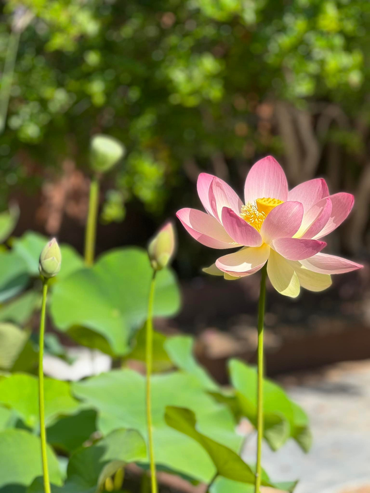 Tuy nhiên, hoa sen không chơi được lâu, chỉ vài ngày là hết vụ.