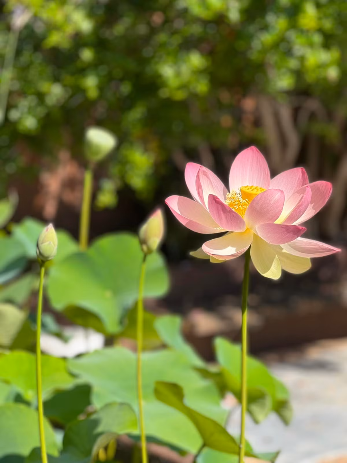 Tuy nhiên, hoa sen không chơi được lâu, chỉ vài ngày là hết vụ.