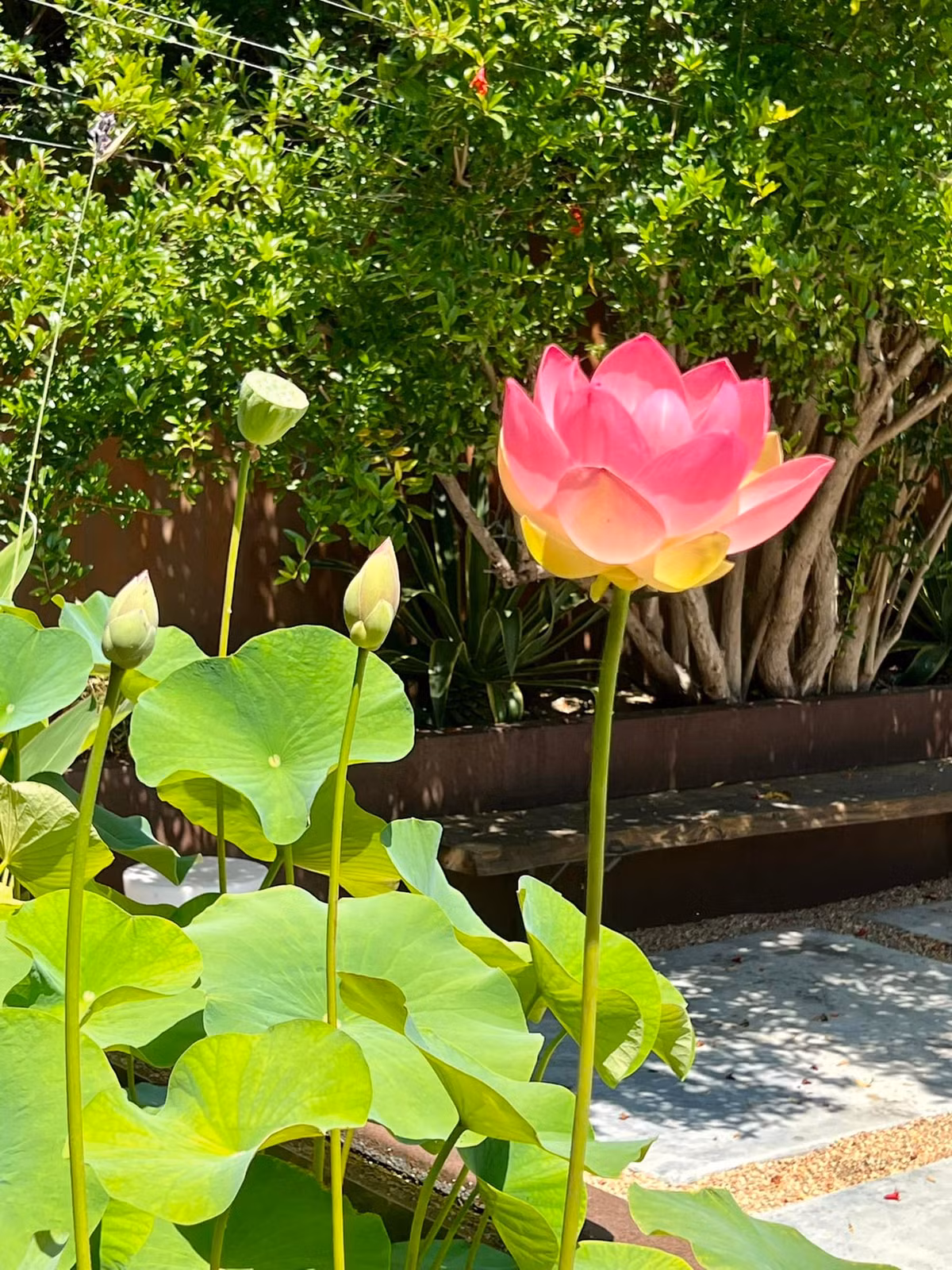 Để được thưởng thức vẻ đẹp của hoa sen, Dương Mỹ Linh phải mua đấy phù hợp, bón phân chuyên dụng vào tháng 3 hàng năm để cây ra hoa vào tháng 6-7.