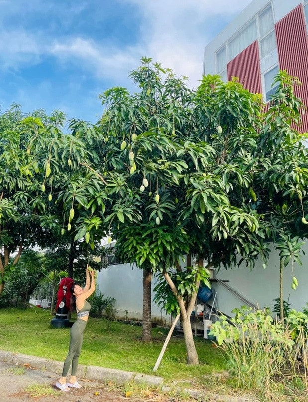 Ngoài hoa hồng, biệt thự của Ốc Thanh Vân còn trồng nhiều cây ăn trái như xoài, mít, đu đủ...Ảnh: FBNV