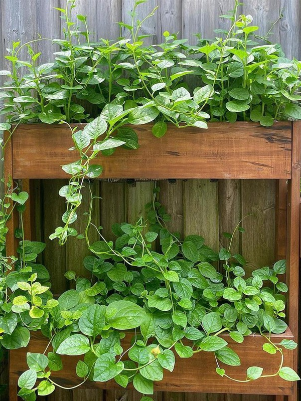 Hà Tăng tạo các chậu dạng kệ tầng để trồng được nhiều rau nhưng không làm ảnh hưởng nhiều đến diện tích sử dụng chung của gia đình. Ảnh: FBNV