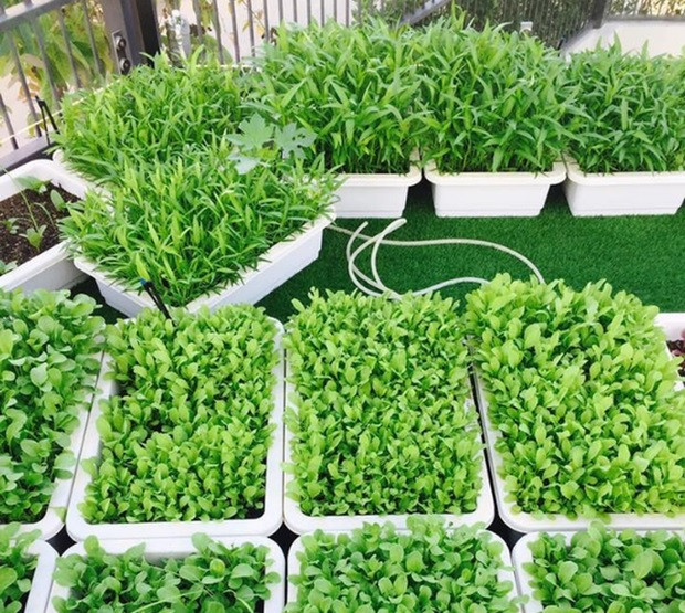 Đủ các loại rau xanh mướt. Ảnh: FBNV