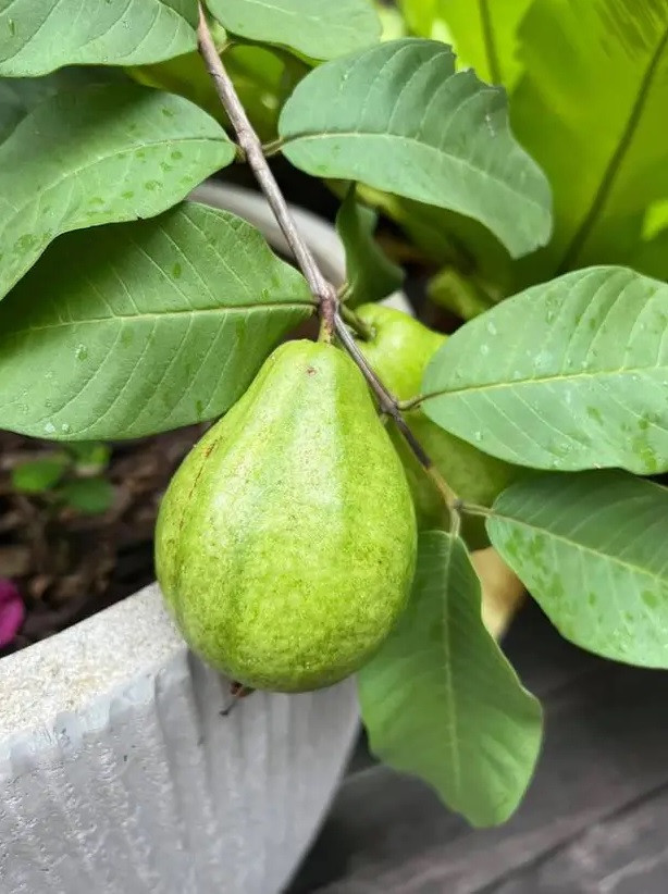 Các loại quả sai trĩu cành. Ảnh: FBNV