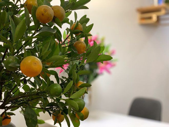 Hoa, đào, quất rực rỡ trong nhà Trung Ruồi ngày Tết. Ảnh: FBNV