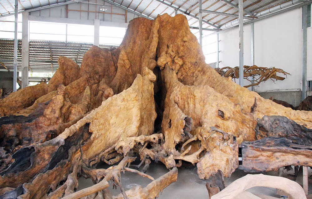 Lúc này, Ban quản lý đình thuê người đến đốn nhưng cây quá lớn, không ai dám làm. Với đôi mắt tinh tường của người làm nghề gỗ gần 50 năm, ông hỏi mua, chốt giá là 35 triệu đồng. Ảnh: Vietnamnet