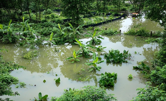 Vườn cây, hoa màu chìm trong nước.