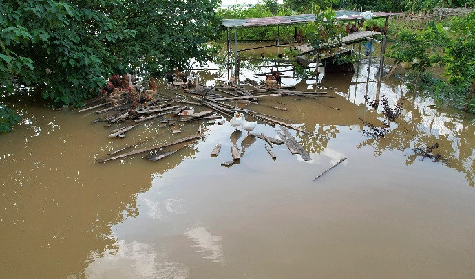 Một khu chăn nuôi gia cầm ngập trắng, người dân phải dùng tạm các loại ván gỗ để cho vật nuôi trú chân tạm.