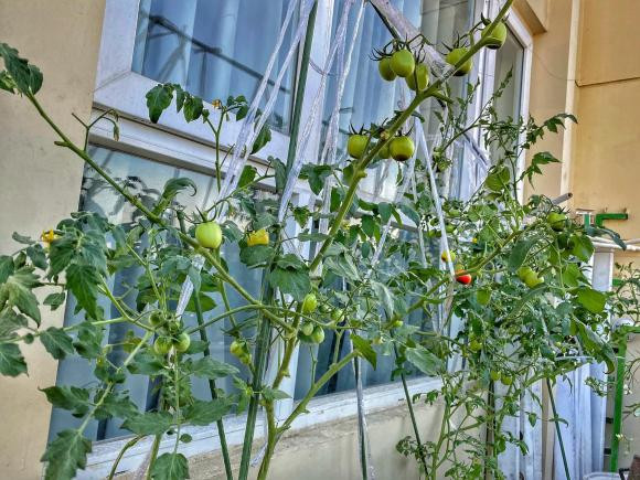 Cà chua cho rất nhiều quả. Ảnh: FBNV