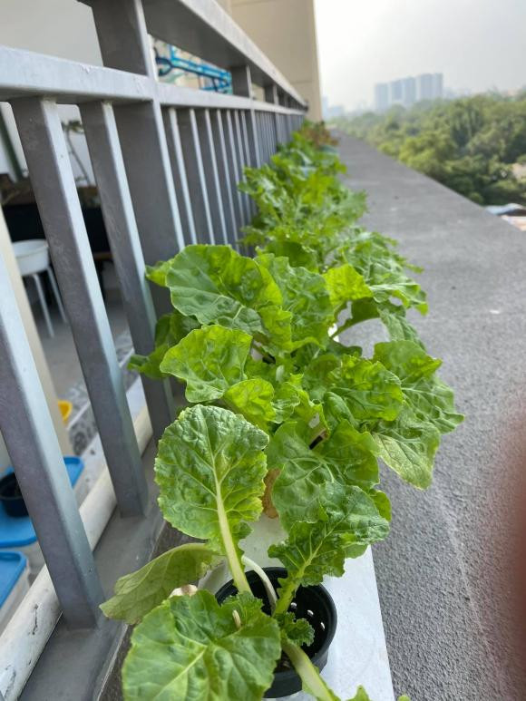 Dù trồng chậu nhỏ, rau vẫn xanh non mơn mởn. Ảnh: FBNV