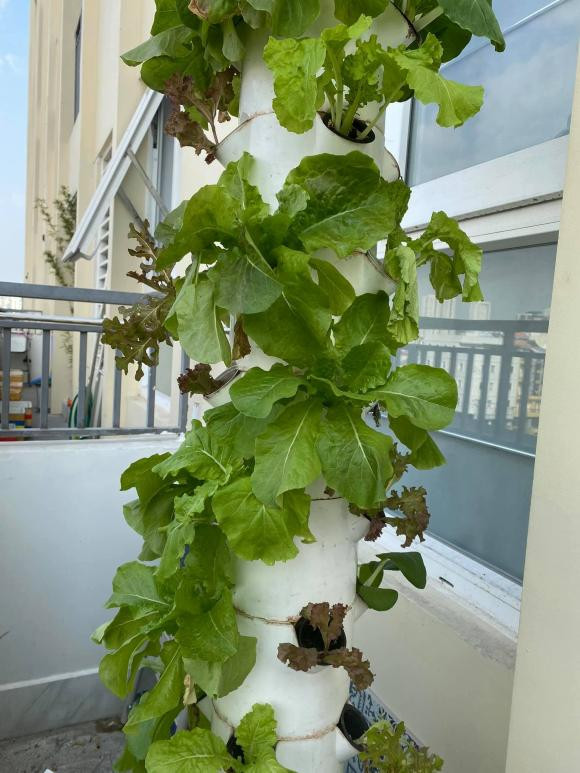 Rau xanh trồng trong tháp tiết kiệm diện tích tối đa. Ảnh: FBNV