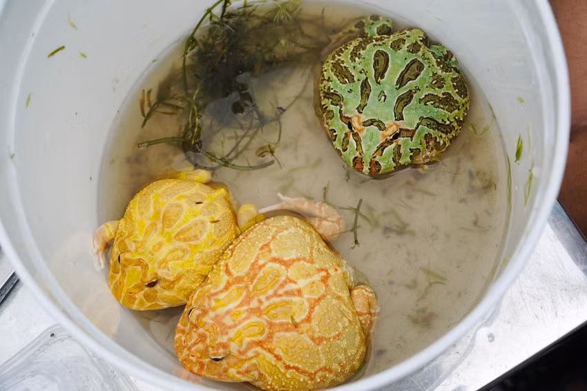 Trong khi đó, ếch Bullfrog và Bullget được người chơi rao bán với giá từ 500.000-8 triệu đồng/con, càng to càng giá trị. Ảnh: Plo