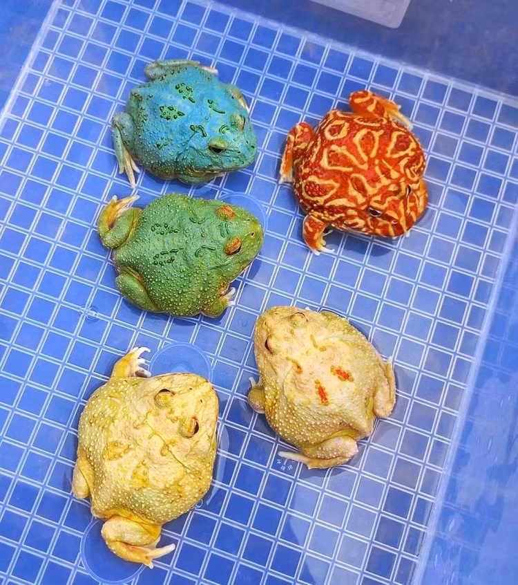 Cả ba dòng này đều là ếch nhập ngoại. Giá của mỗi chú ếch phụ thuộc vào màu sắc, kích thước, trọng lượng và thần thái. Ảnh: Plo