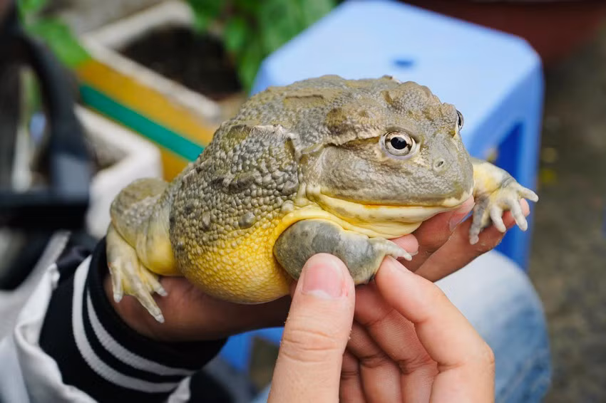 Trunh bình một chú Pacman có giá từ vài trăm nghìn đồng đến hơn 1 triệu đồng. Ảnh: Plo