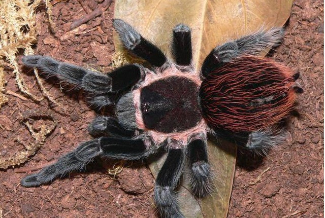 Nhện Tarantul được ưa chuộng là bởi chúng có màu sắc bắt mắt, rực rỡ, dễ nuôi và không tốn công chăm sóc. Ảnh: Dân trí