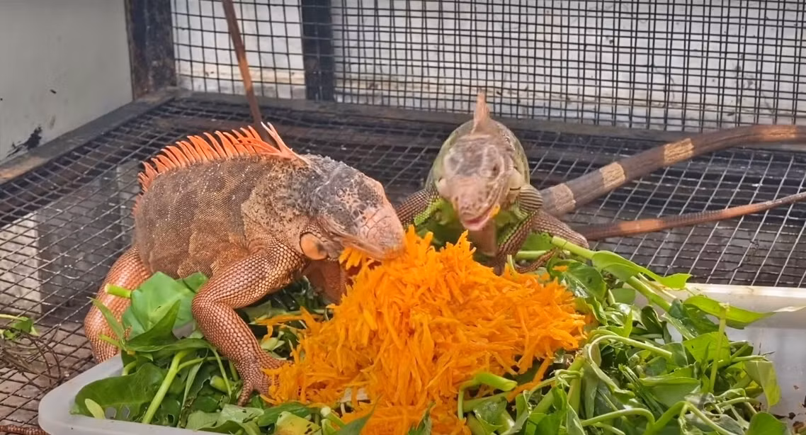 Đáng chú ý, những chú rồng đạt các tiêu chí như màu sắc lạ mắt, hiếm gặp, đủ tứ chi, đuôi còn nguyên vẹn, gai lưng cao, tròn đều... có thể được bán với giá hàng trăm triệu đồng/con. Ảnh: Vietnamnet