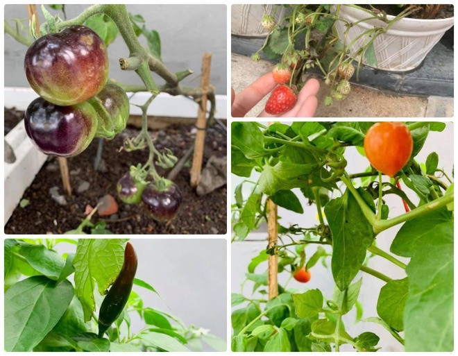 Trong căn biệt thự rộng lớn ở Hà Nội, nàng hậu tận dụng mọi khoảng đất trống để trồng cây, hoa và rau sạch.