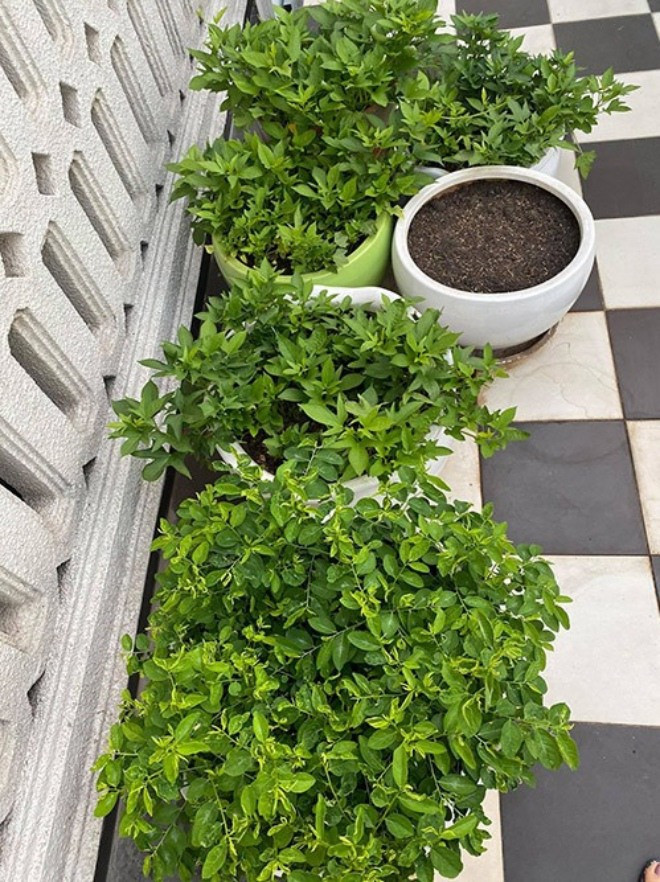 Vườn rau của Hoa hậu Giáng My được trồng trong những chậu sành hoặc khoảng đất trống quanh nhà.