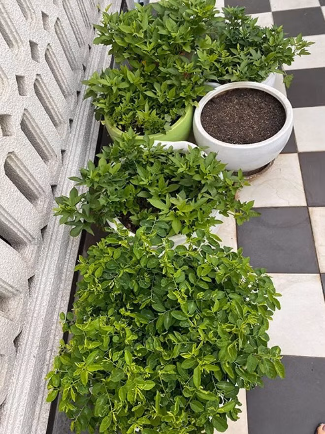 Vườn rau của Hoa hậu Giáng My được trồng trong những chậu sành hoặc khoảng đất trống quanh nhà.