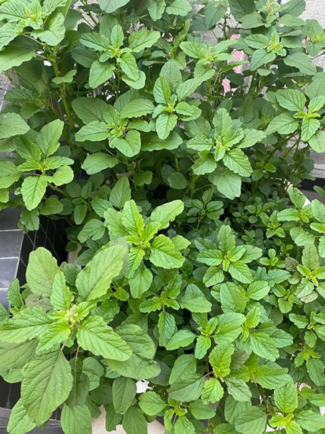 Tất cả đều xanh tươi, non mơn mởn.